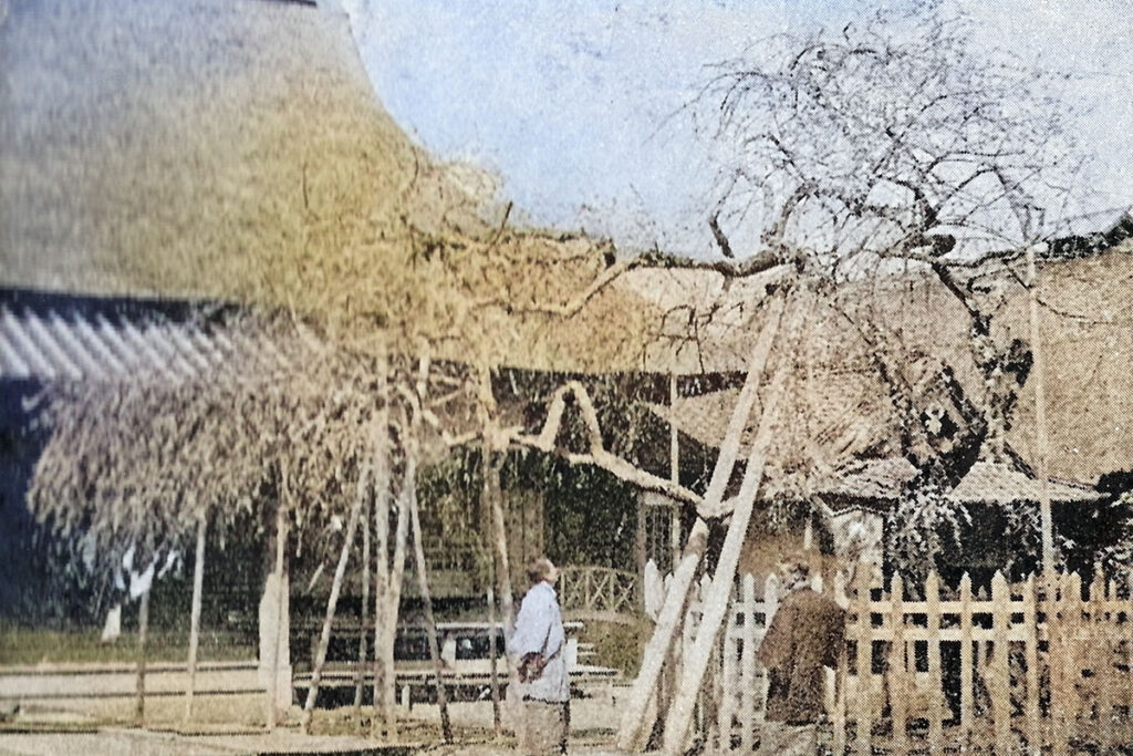 武州杉田の梅